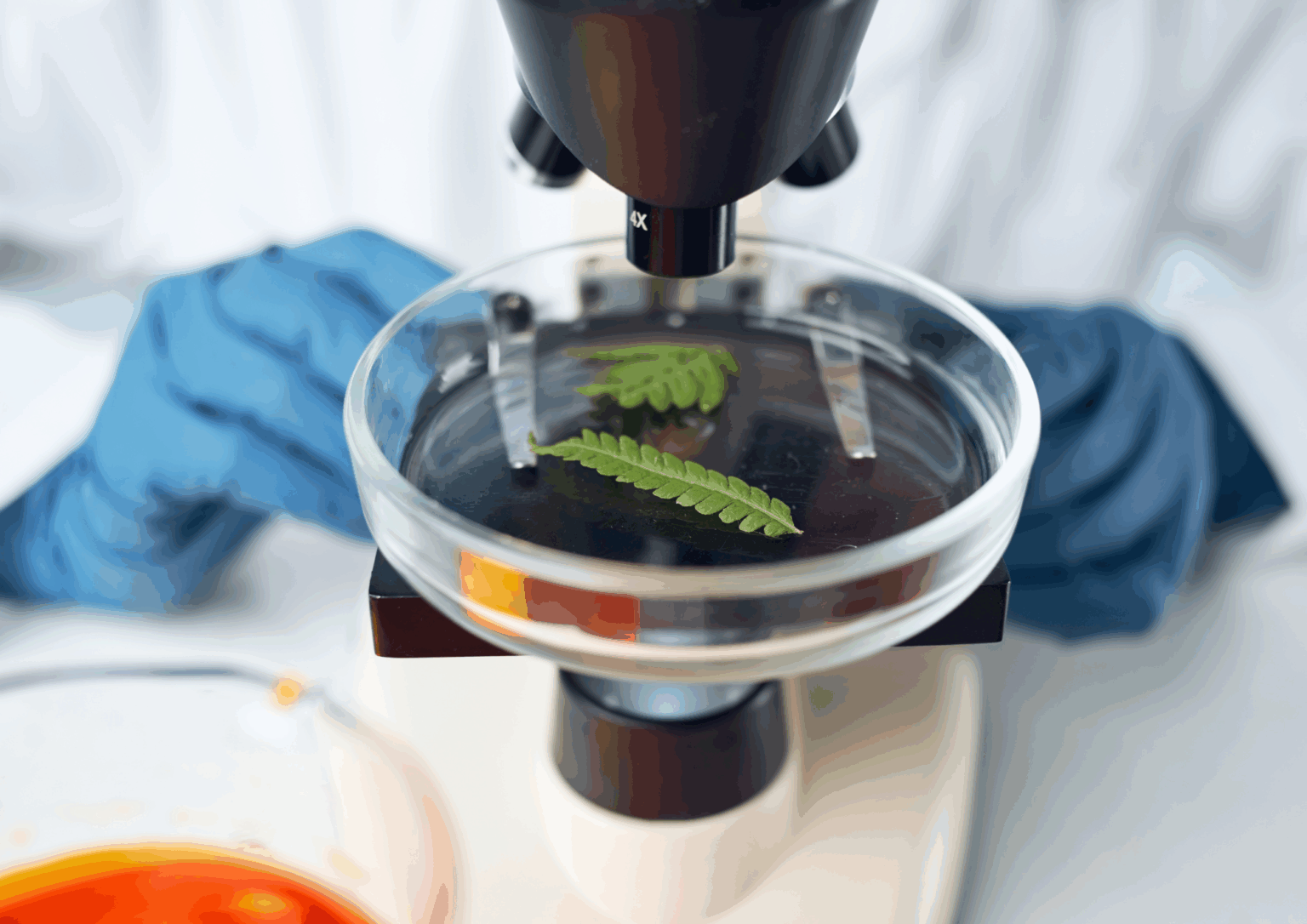 atar biology student examining plant material under a microscope