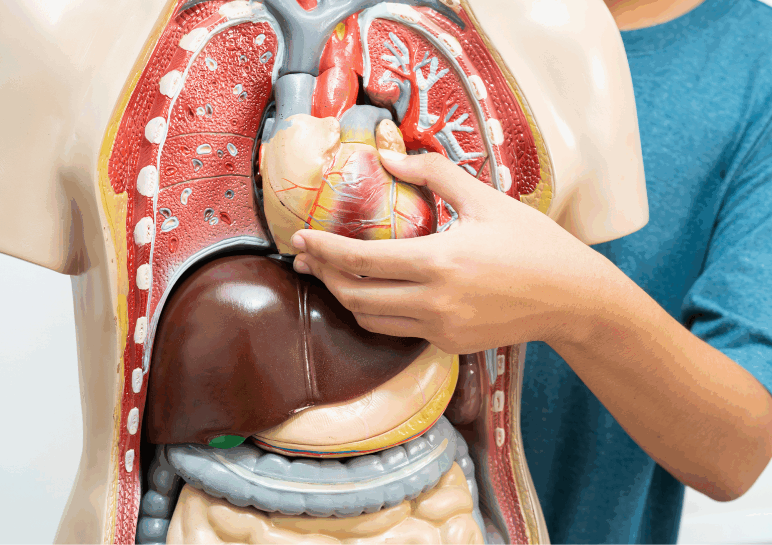 atar human biology student with an anatomy model